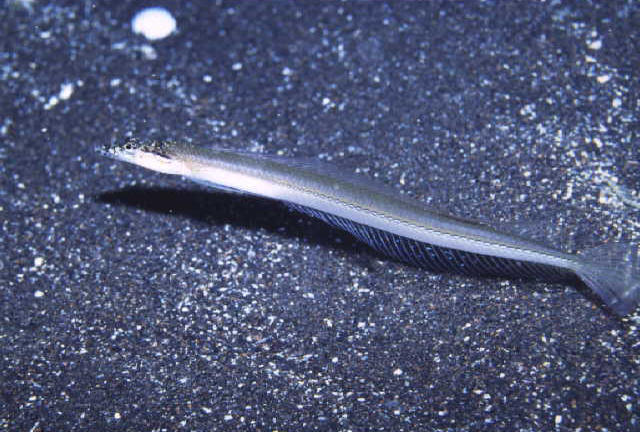 Trichonotus filamentosus